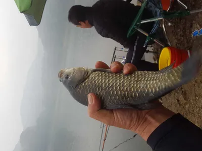 안성장계지주말조항입니다