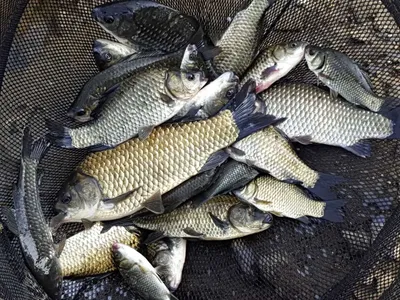 안성죽산장계지