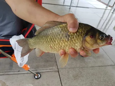 아산 월랑낚시터 8월 막주 조황화보입니당~~~^^