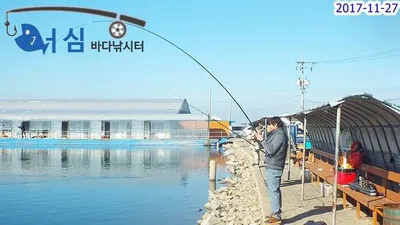 11월27일 어심바다낙시터조황(노지및하우스) 