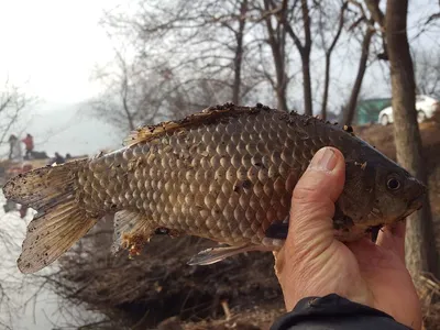 안성죽산장계지조항전경입니다