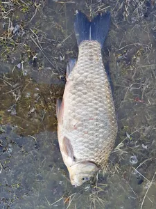 당진 가교리지 영산강붕어 2차대량방류로 인하여..