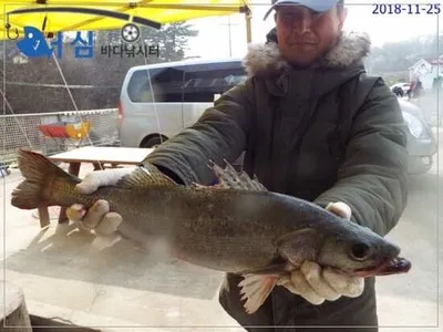 11월25일 어심바다낚시터조황