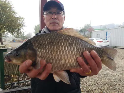 아산 명품월랑낚시터 11월 첫주 주중조황소식입니당~~~^^