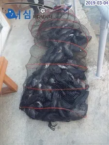 3월6일 어심바다낚시터조황