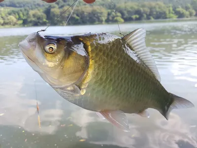 안성죽산장계지조항전경입니다