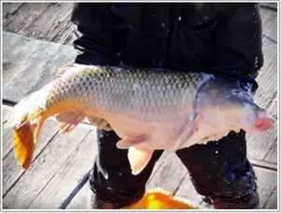 [각평지] 1월 마지막주말 토종방유 및 조황정보