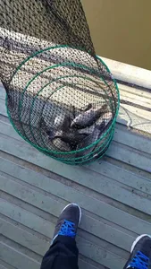 오목낚시터 시즌 첫 조황인사올립니다..^^