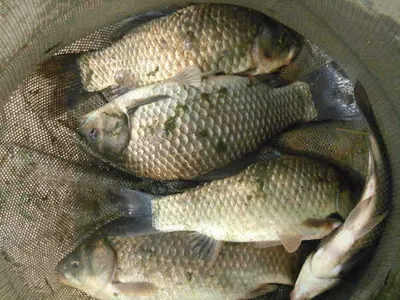 입석낚시터 수상좌대조황입니다