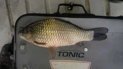 오목낚시터 시월 네번째 주말 조황입니다~~~