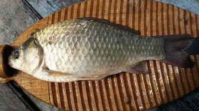 송전지 서울집 6월1일조황