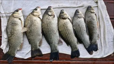 15.10.16 송전지 서울집 조황