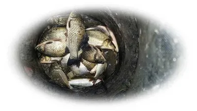 15.08.26 송전지 서울집 조황