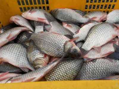 [당진 가교리지] 토종 어자원 대량조성 밎 물낚시와 얼음 낚시 준비...