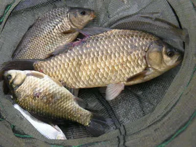 자갈섬조황입니다