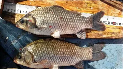 15.09.17 송전지 서울집 조황