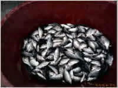 오름수위 토종화 작업 시작합니다.