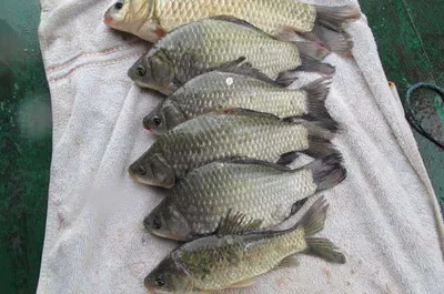 자갈섬낚시터조황입니다