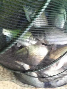 안성죽산장계지