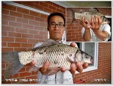 [각평지] 5월 24일 년중 배수없는 각평지(36월척)