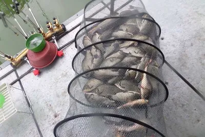 오목지 8월 둘째주 조황모습!!!