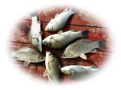 16.08.22 송전지 서울집 조황