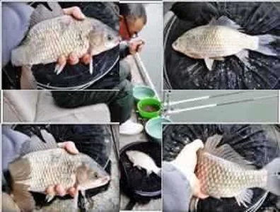 [각평지] 3월 12~14일 조황은 봄바람을 타고 살아나