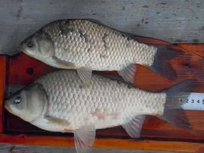 입석낚시터 [토종댐붕어] 7월5일조황