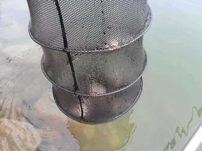 가평-은행나무낚시공원 조황(4월5일)