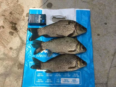 요룡지 행복낚시터 4월15일 조황입니다.