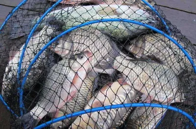 자갈섬낚시터조황입니다