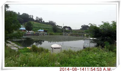 충남 아산 월선낚시터 8월 14일자 조황정보