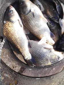 안성 죽산 장계지