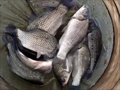 16.09.03 송전지 서울집 조황