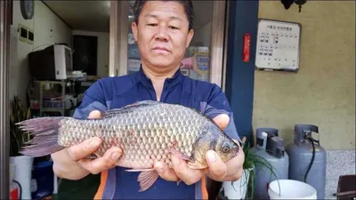 15.08.22 송전지 서울집 조황