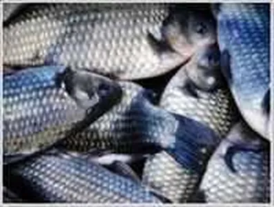 [각평지] 1월 둘째주말 조황 및 방유 정보