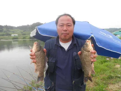 당진"가교리지" 오름 수위 속에 토종 큰 붕어들..