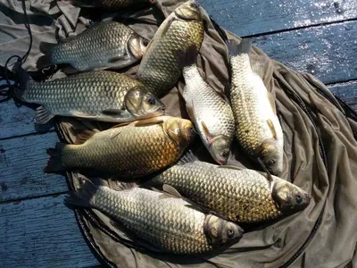 16.07.08 송전지 서울집 조황