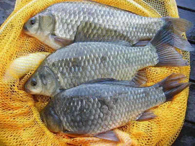 자갈섬낚시터연휴조황입니다