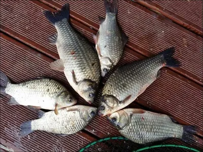 2016.10.09 송전지 서울집 조황