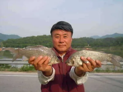 입석낚시터 토종 댐붕어 소식입니다