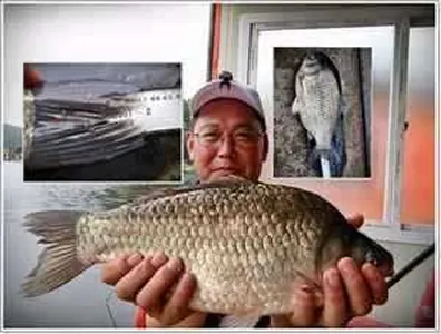 [각평지] 6월 둘째주말 조황 그리고 43Cm붕어