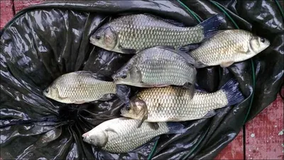 15.08.21 송전지 서울집 조황