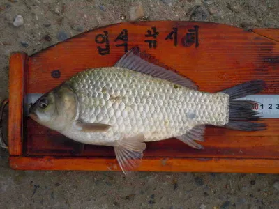 입석낚시터 [토종댐붕어] 9월29일조황