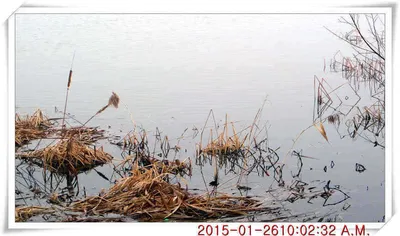 충남 아산 월선낚시터 모두 해빙되었네요