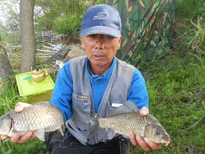 [당진 가교리지 주중조황 화보]