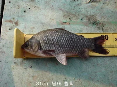 각평지 어자원 보충 & 조황 소식