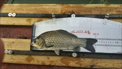 17.08.01 송전지 서울집 조황