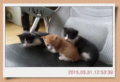 충남 아산 월선낚시터 4월 3일자 스케치