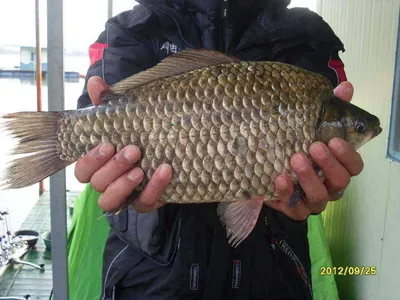 4짜 혹 부리 출현.